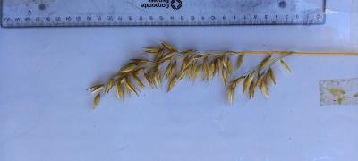 column Panicle