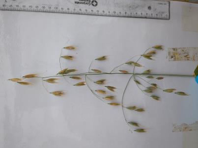 column PANICLE