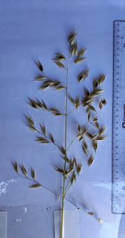 column Panicle