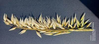 column Panicle