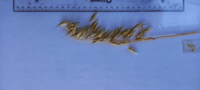 column Panicle