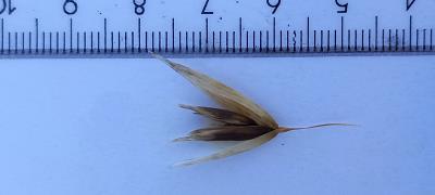 column Spikelet