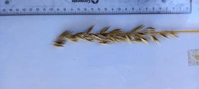 Panicle