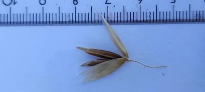 column Spikelet