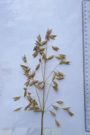 Panicle