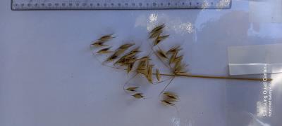 Panicle