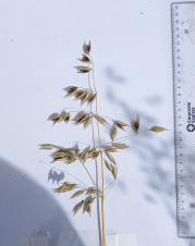 column Panicle
