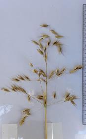 column Panicle