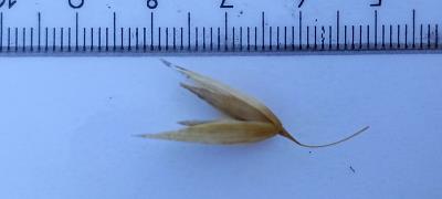 column Spikelet