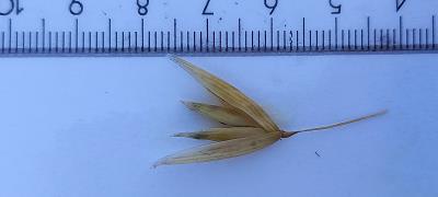 column Spikelet