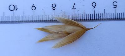 column Spikelet