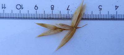 column Spikelet