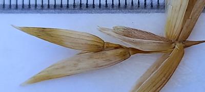 column Spikelet