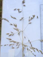 column Panicle