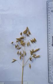 Panicle