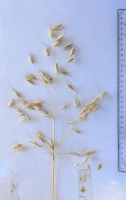 column Panicle