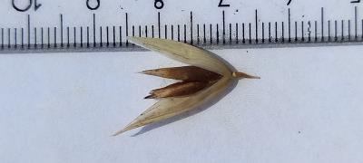 column Spikelet