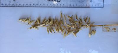 Panicle