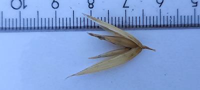 column Spikelet