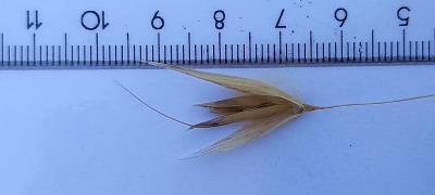 column Spikelet