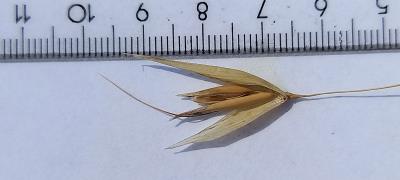 column Spikelet
