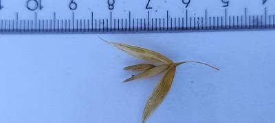 column Spikelet