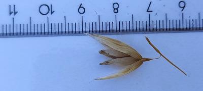 column Spikelet