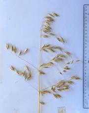 column Panicle