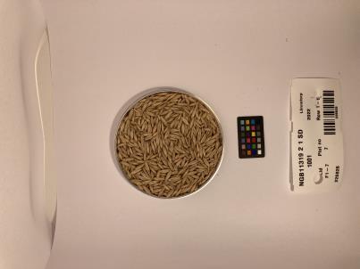 column SEED