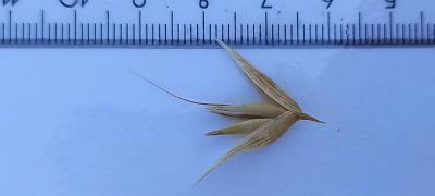 column Spikelet