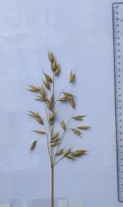 column Panicle