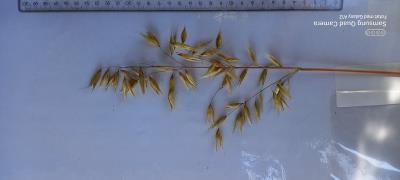 Panicle