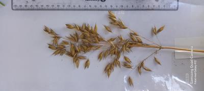 column Panicle