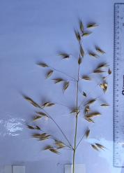 column Panicle