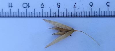 column Spikelet
