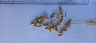column Panicle