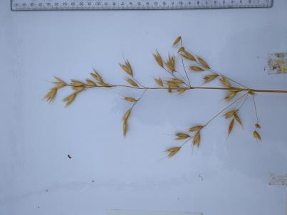 column PANICLE