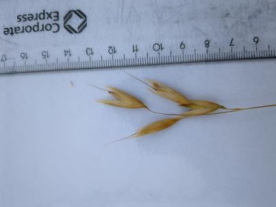 column Spikelet