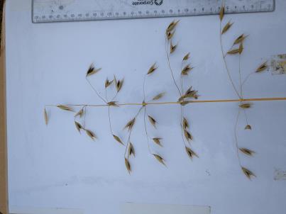 column PANICLE