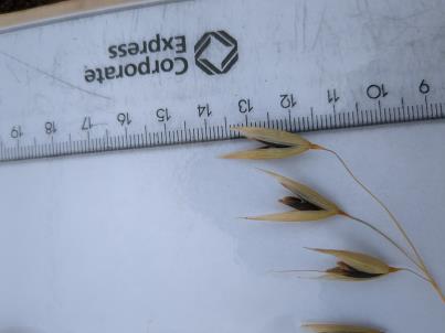 column Spikelet