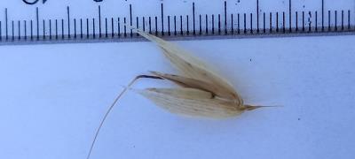 column Spikelet