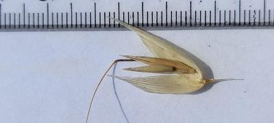 column Spikelet