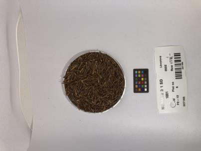 column SEED