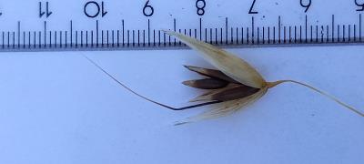 column Spikelet