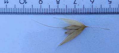 column Spikelet