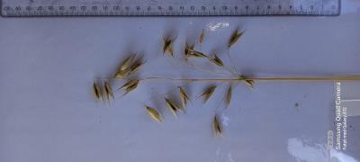 Panicle