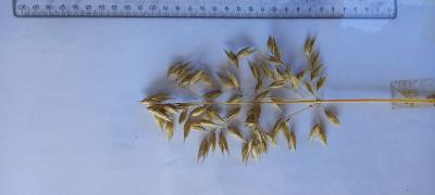 column Panicle