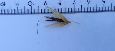 column Spikelet