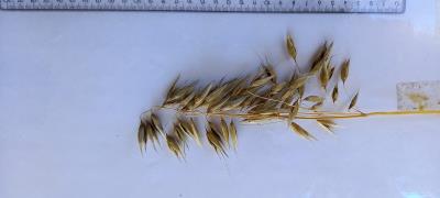 Panicle