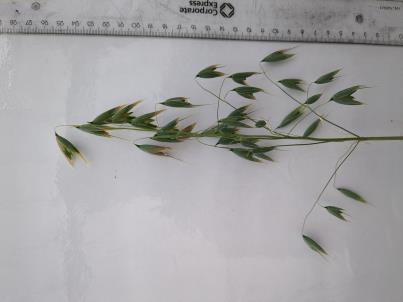 column PANICLE